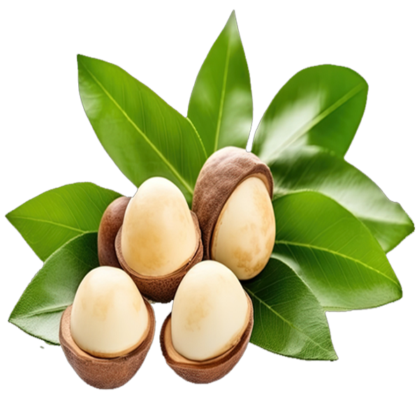 Macadamia Nuts